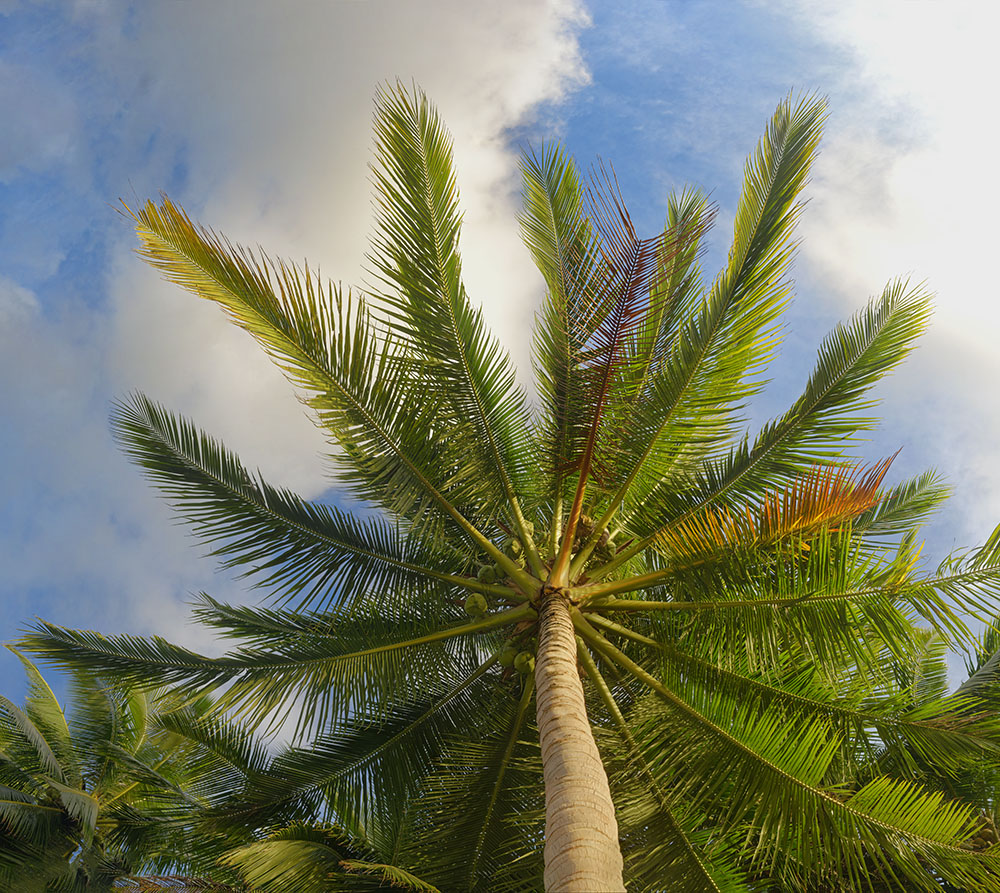 coconuts tree 12